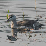 Cotton Pygmy Goose