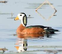 African Pygmy Goose