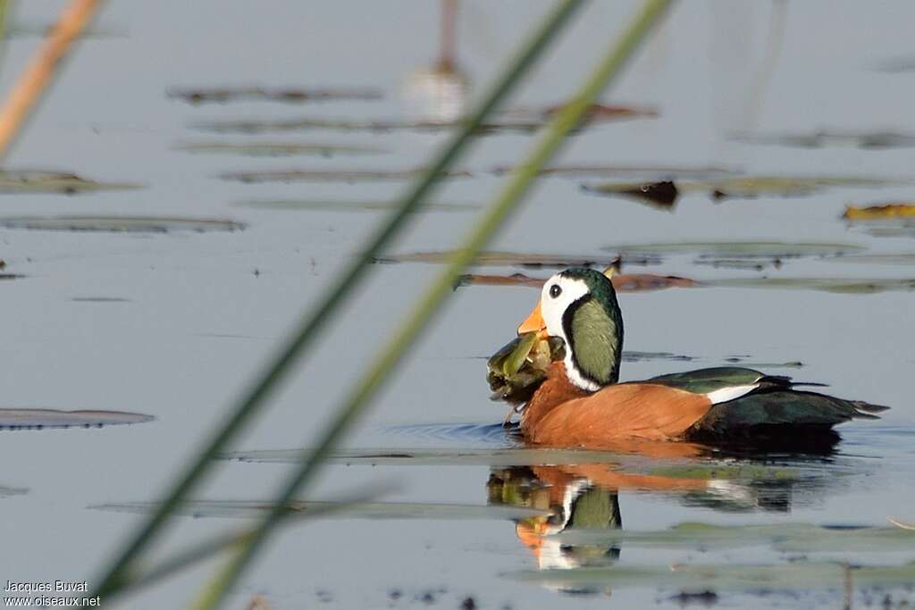 African Pygmy Goose male adult, pigmentation, feeding habits