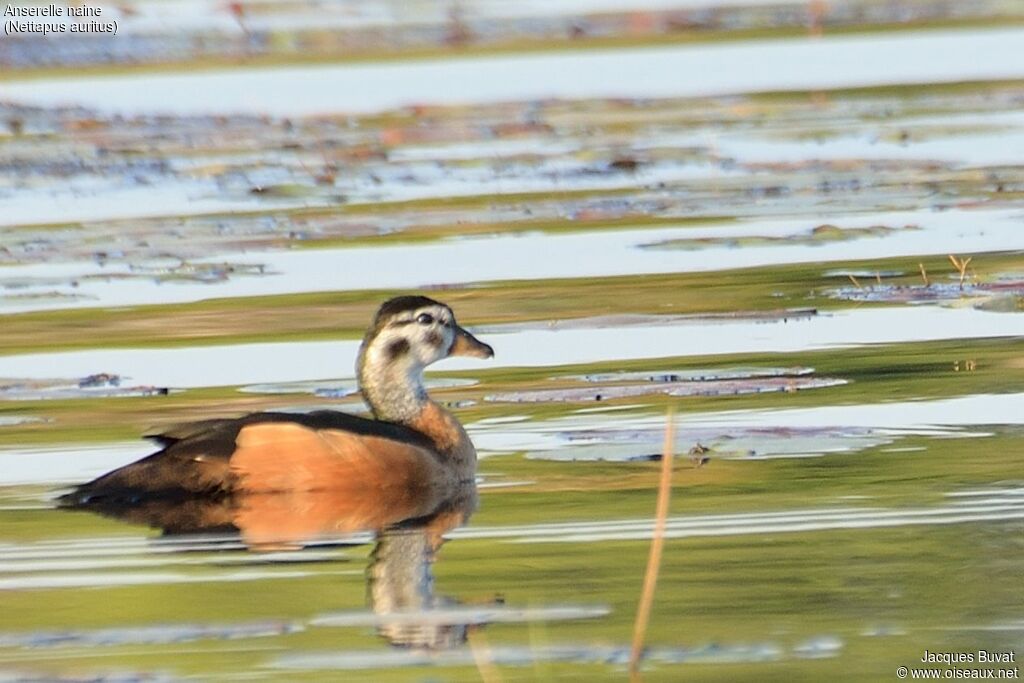 African Pygmy Gooseadult, identification