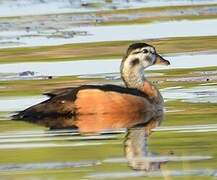 African Pygmy Goose