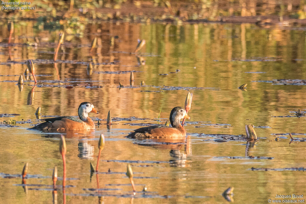 African Pygmy Gooseadult breeding, habitat, aspect, pigmentation, swimming