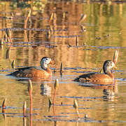 African Pygmy Goose