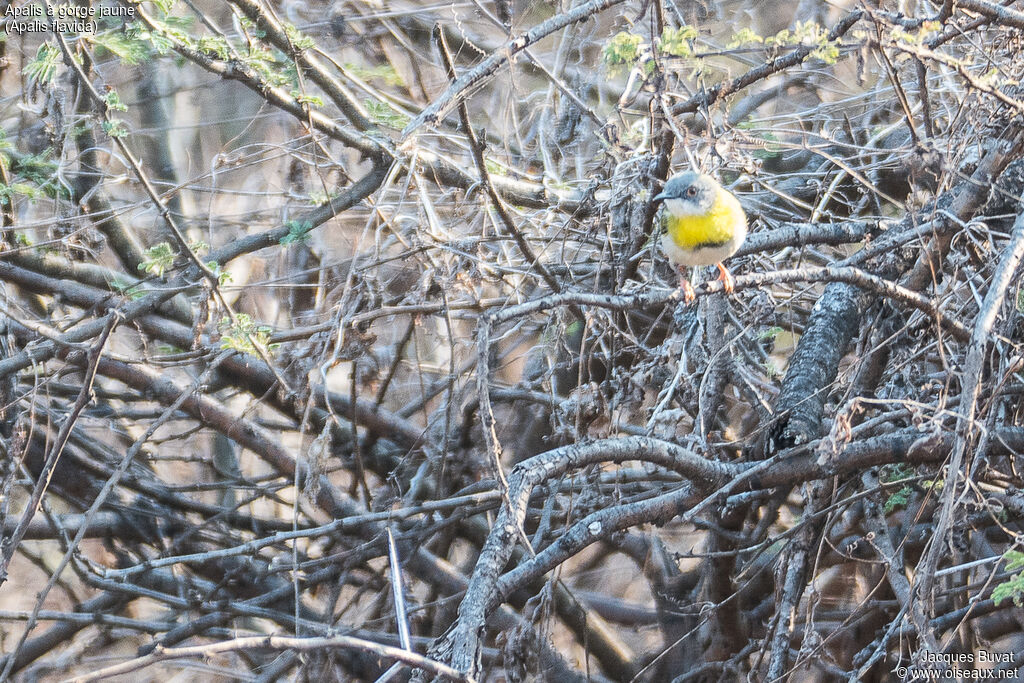 Yellow-breasted Apalis male adult, identification, habitat, aspect, pigmentation