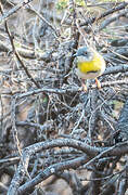 Apalis à gorge jaune