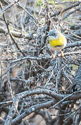 Apalis à gorge jaune