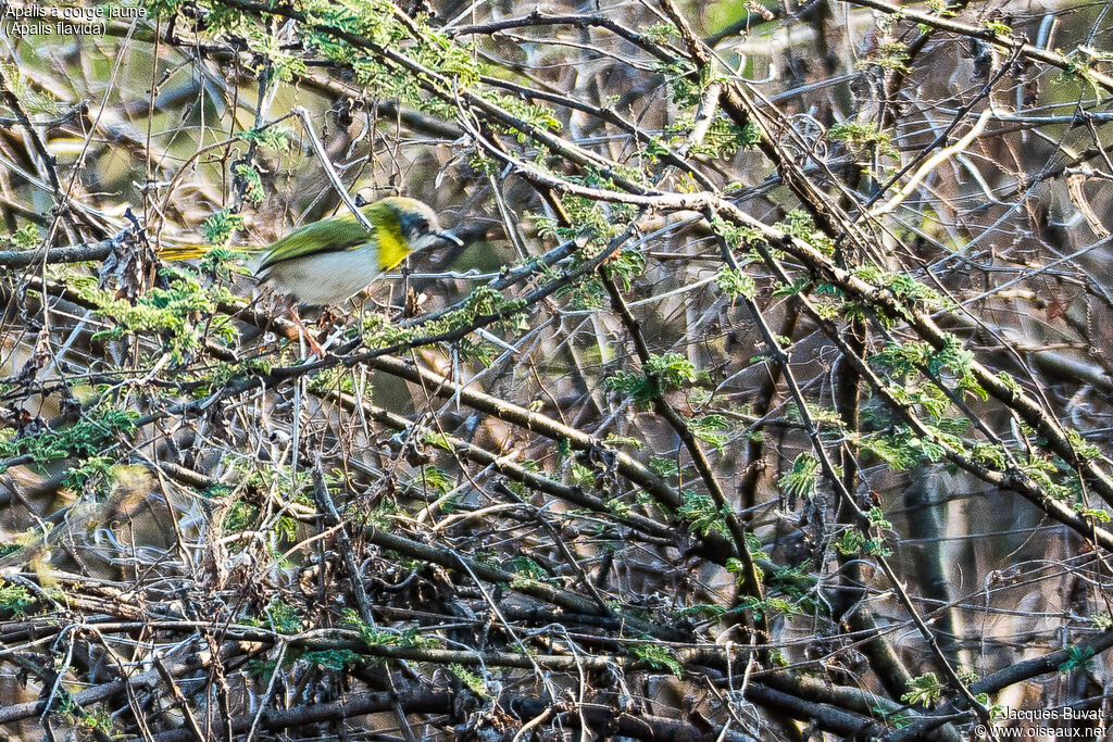 Yellow-breasted Apalis male adult, identification, habitat, aspect, pigmentation