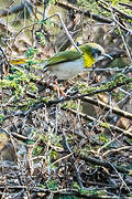 Apalis à gorge jaune