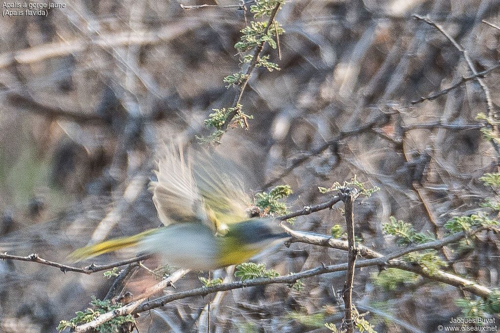 Yellow-breasted Apalis male adult, identification, close-up portrait, habitat, aspect, pigmentation, Flight