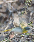 Apalis à gorge jaune