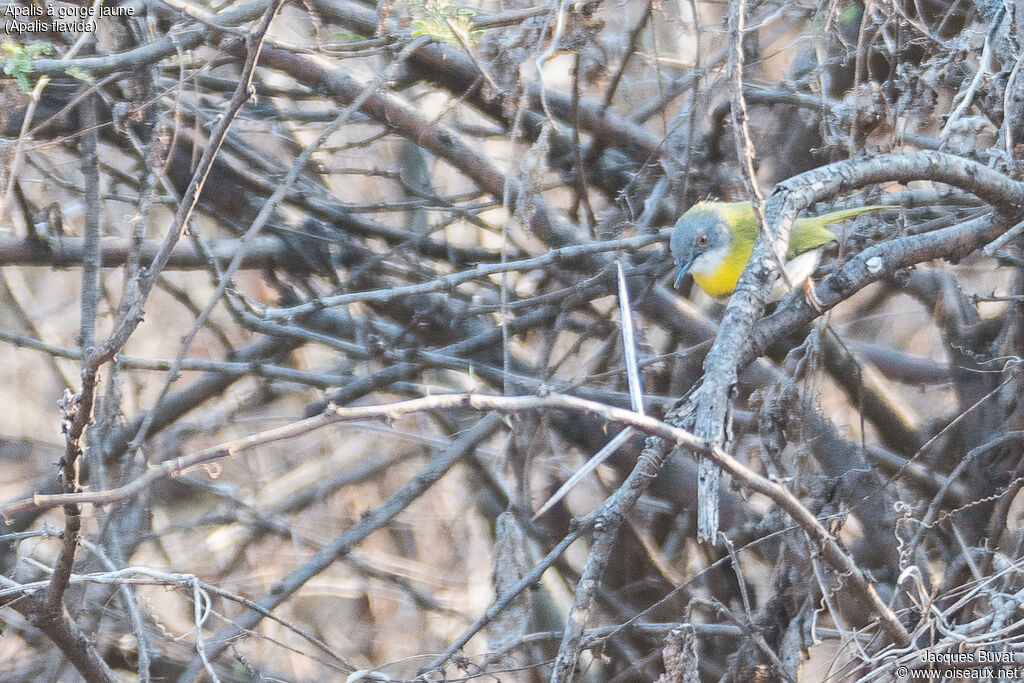 Apalis à gorge jaune mâle adulte