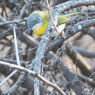Apalis à gorge jaune