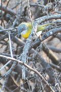 Yellow-breasted Apalis