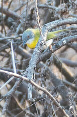 Apalis à gorge jaune