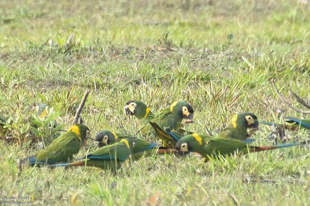 Ara à collier jauneadulte, pigmentation, pêche/chasse