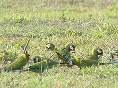 Golden-collared Macaw