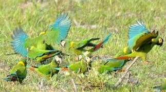 Golden-collared Macaw