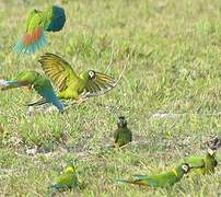 Golden-collared Macaw