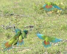 Golden-collared Macaw