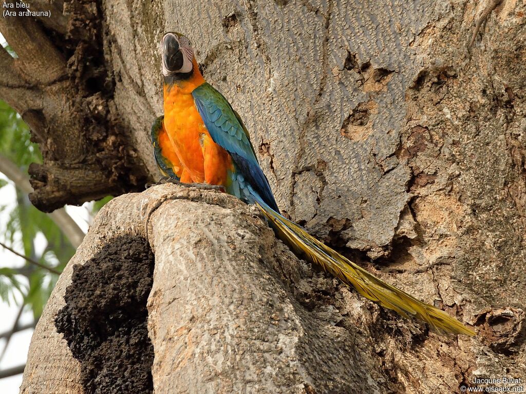 Blue-and-yellow Macawadult, identification, aspect, pigmentation