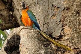 Blue-and-yellow Macaw