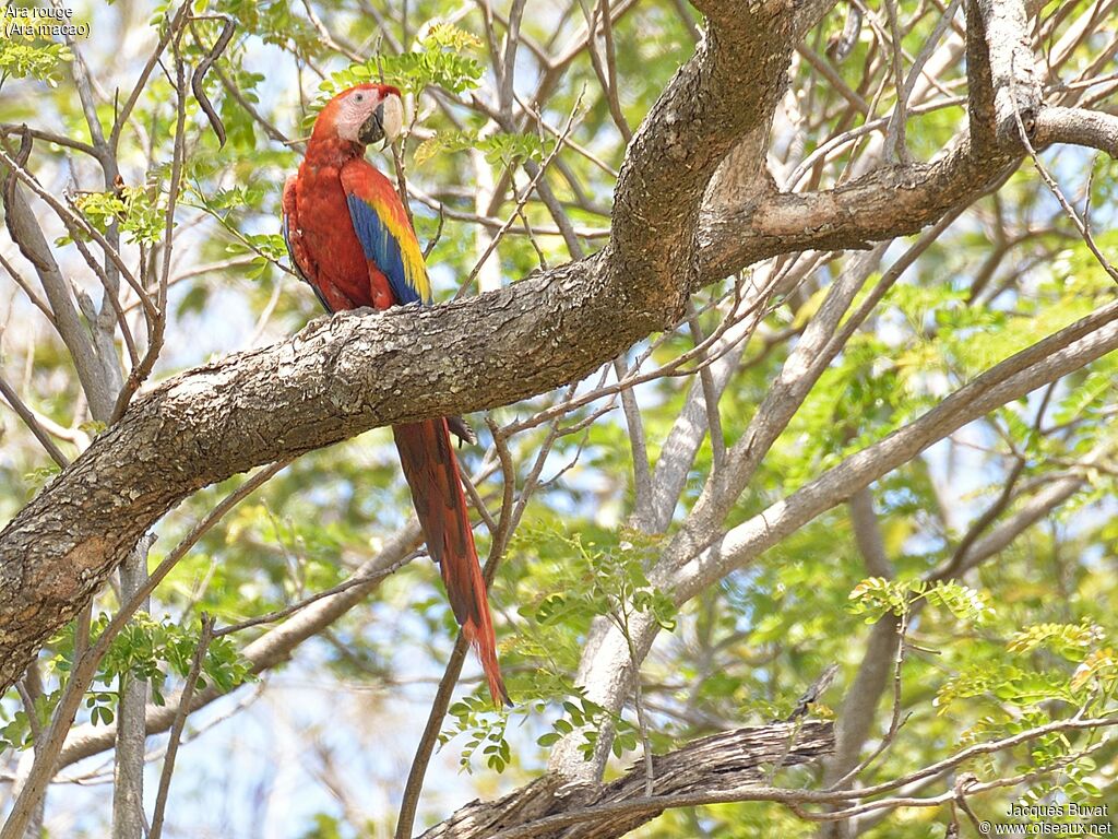 Scarlet Macawadult breeding, habitat, aspect, pigmentation