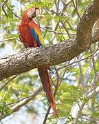 Scarlet Macaw