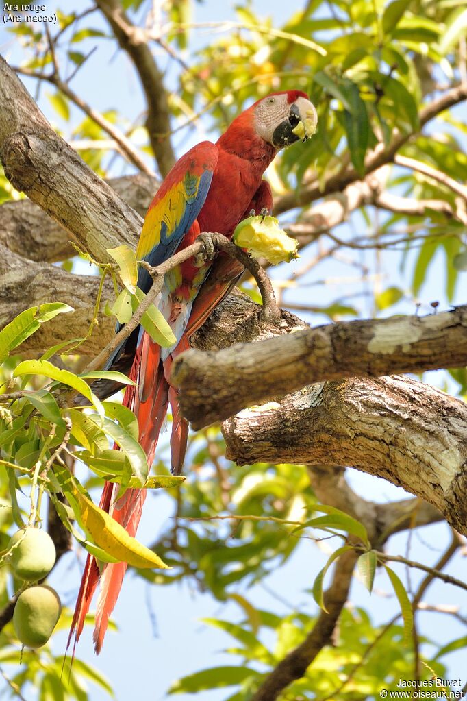 Scarlet Macawadult breeding, habitat, aspect, pigmentation, feeding habits, eats