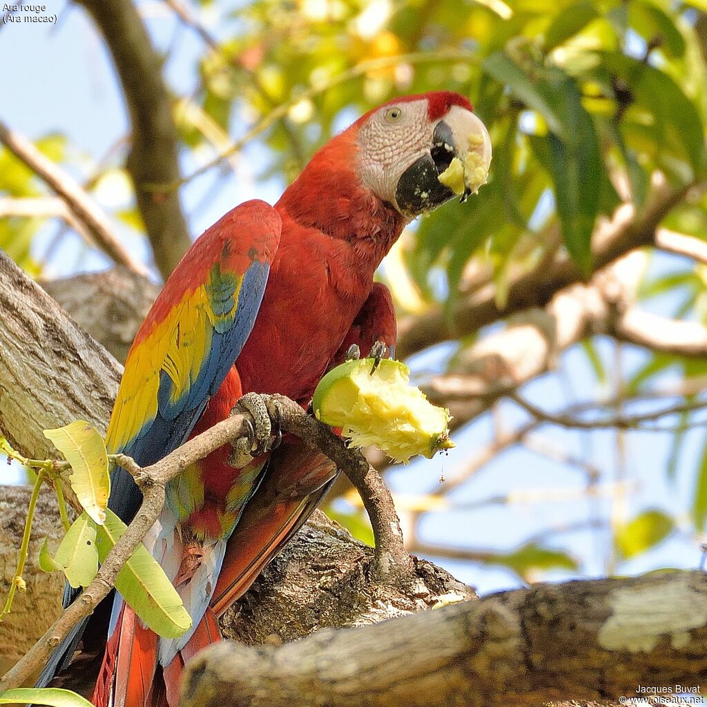 Scarlet Macawadult breeding, close-up portrait, aspect, pigmentation, eats