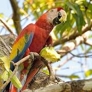 Scarlet Macaw