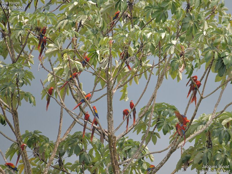 Scarlet Macawadult breeding, habitat, aspect, pigmentation