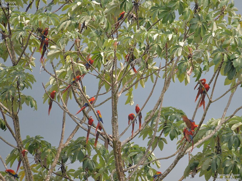 Ara rougeadulte nuptial, habitat, composition, pigmentation