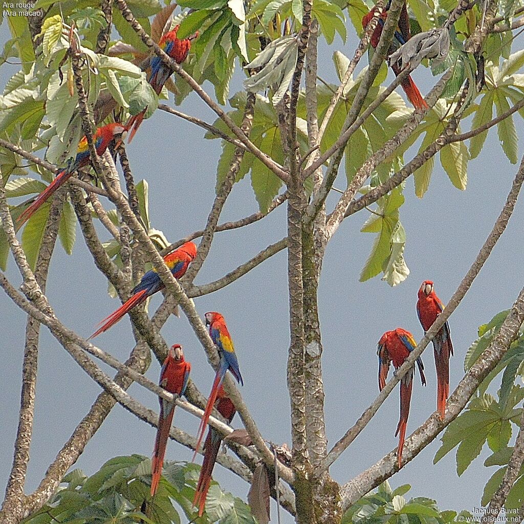 Scarlet Macawadult breeding, aspect, pigmentation