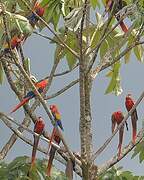 Scarlet Macaw