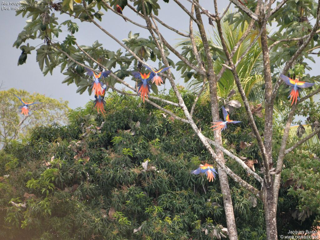 Scarlet Macawadult breeding, aspect, pigmentation, Flight