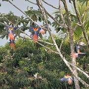 Scarlet Macaw