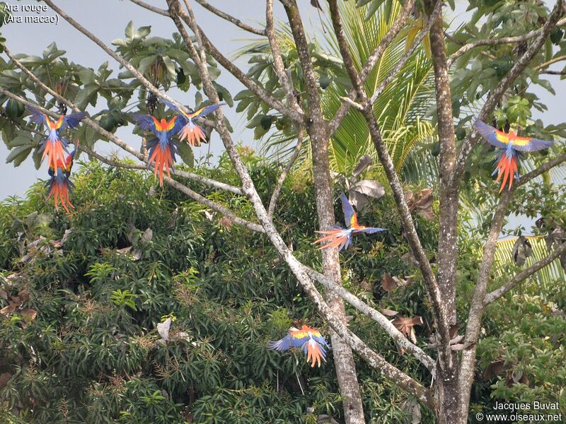 Scarlet Macaw, aspect, pigmentation, Flight