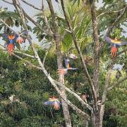 Scarlet Macaw