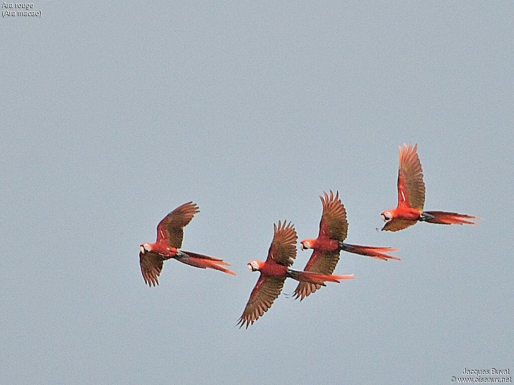 Scarlet Macawadult, aspect, pigmentation, Flight