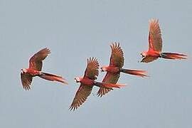 Scarlet Macaw