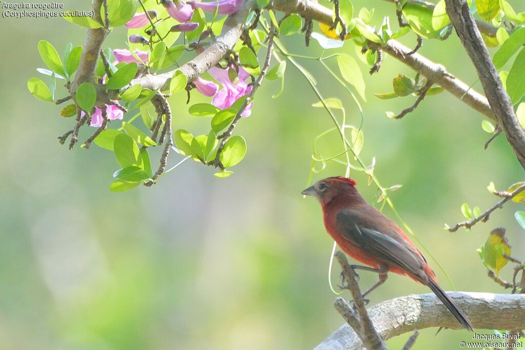 Red Pileated Finchadult