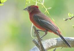 Red Pileated Finch