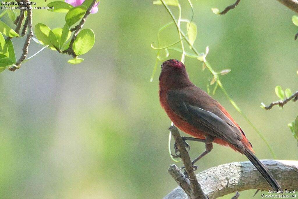 Red Pileated Finchadult