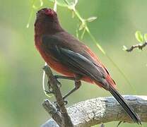 Red Pileated Finch