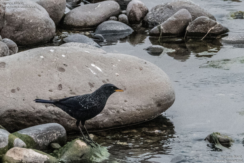 Blue Whistling Thrush