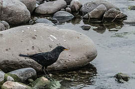 Blue Whistling Thrush