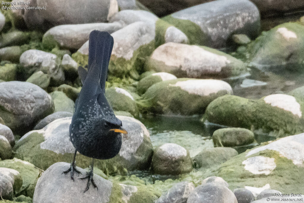 Blue Whistling Thrush