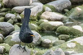 Blue Whistling Thrush