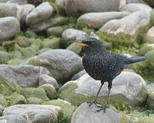 Blue Whistling Thrush