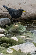 Blue Whistling Thrush